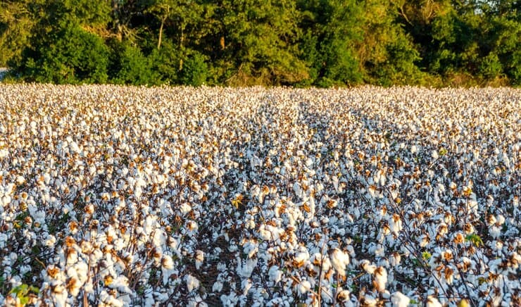 Desi Cotton (Gossypium Arboreum)