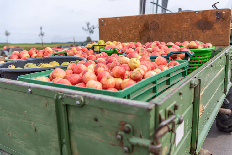 Apples