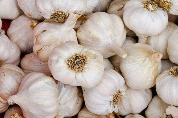Garlic